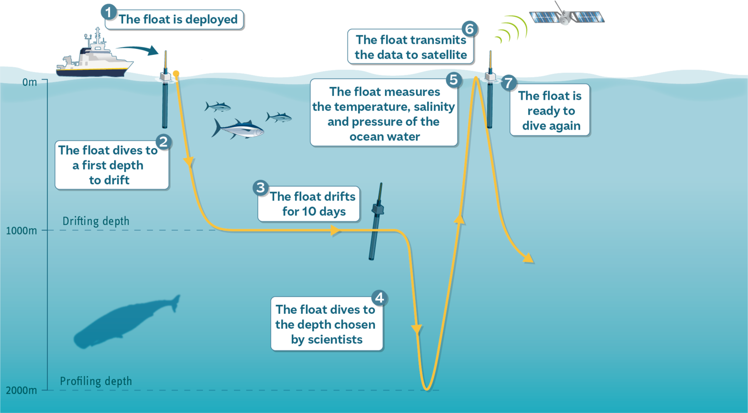 A diagram of one Argo float cycle, numbered one to seven, from deployment through drift, dive, ascent and satellite transmission