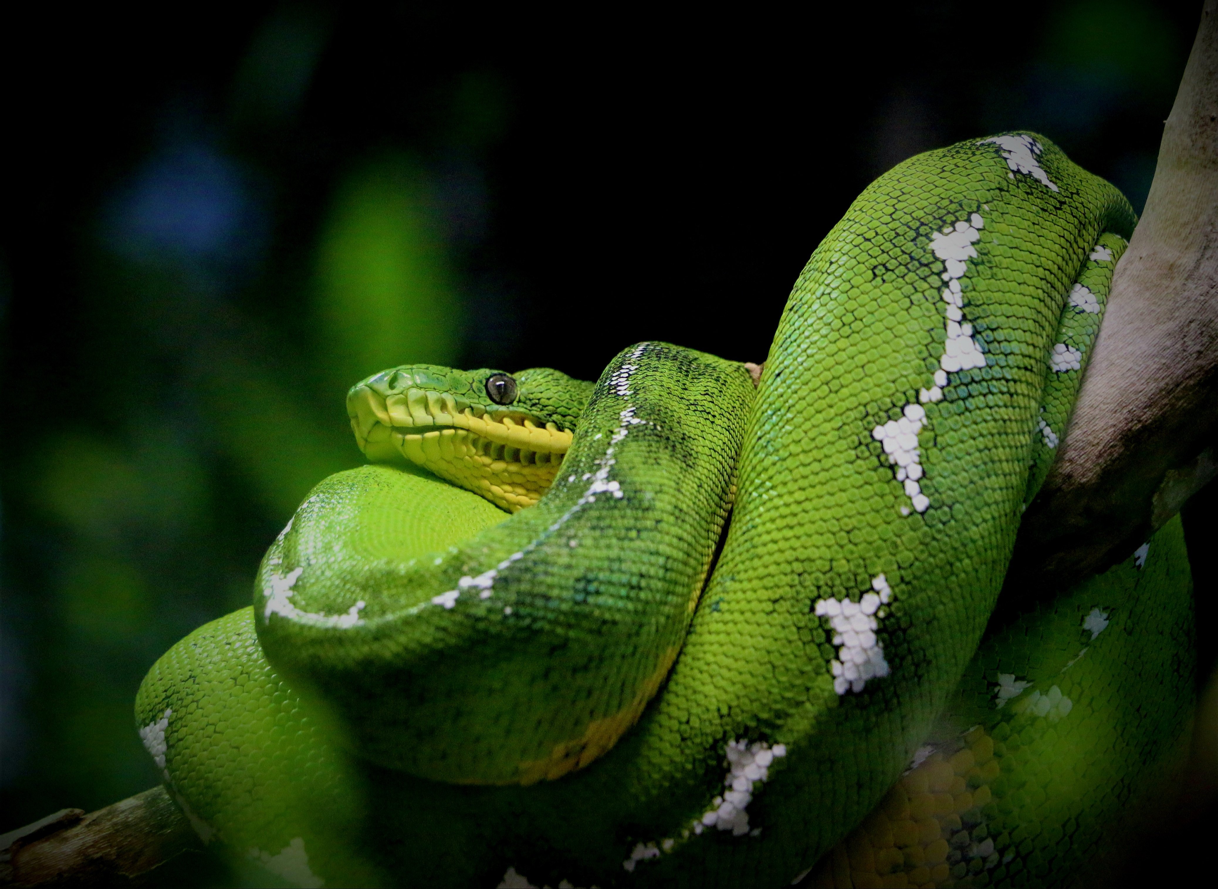 Photograph of a green python