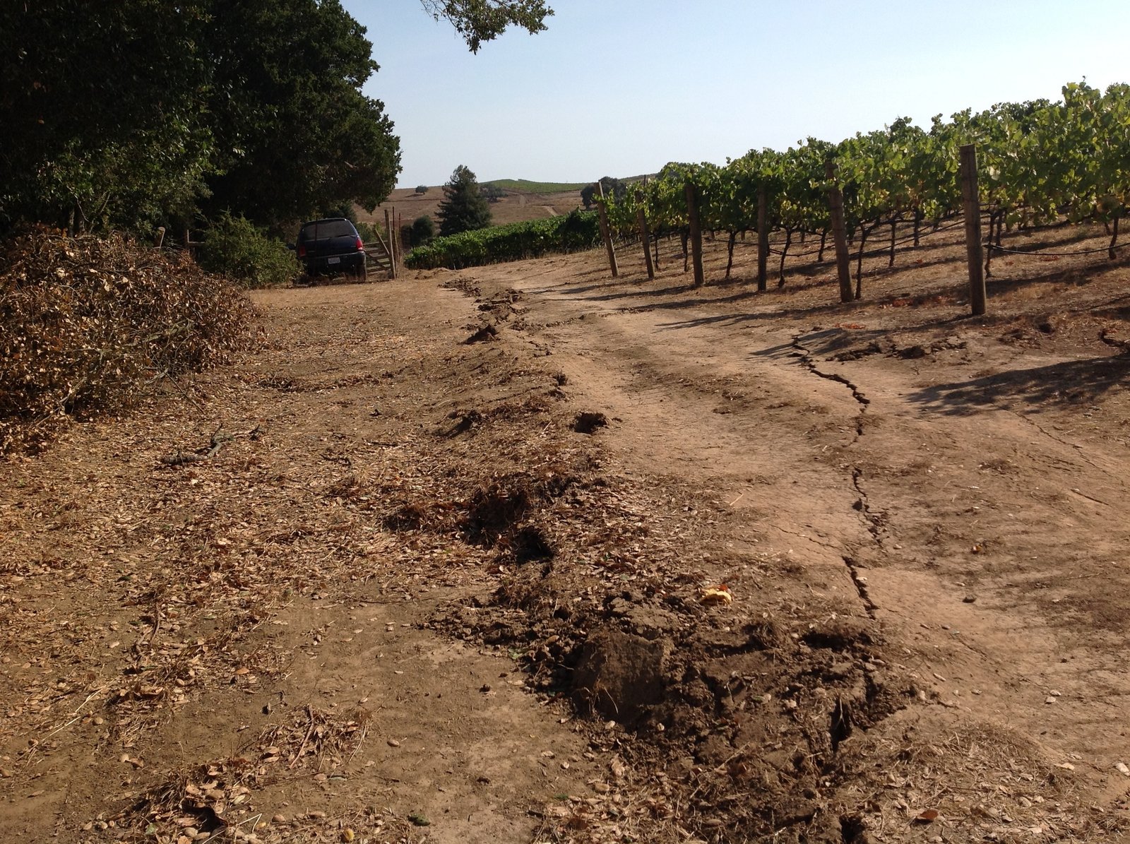 A dirt track through a vineyard, broken along its length by a continuous ridge of pushed-up soil following the fault trace